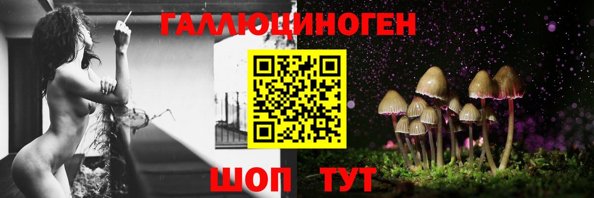 Галлюциногенные грибы Psilocybe Ленинск-Кузнецкий